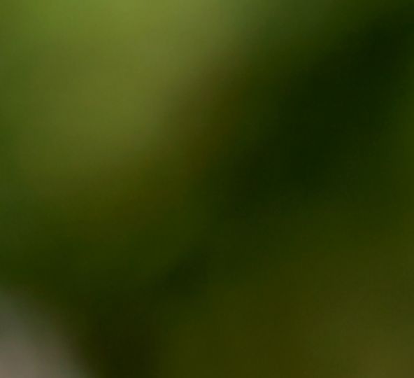 Phytotherapie, Pernaturam, Kräuterplan,Tierkommunikation, Tierseele, Shiatsu, Tierheilpraktiker, Tiere, Radiästehsie, Shiatsu, Hund, Pferd